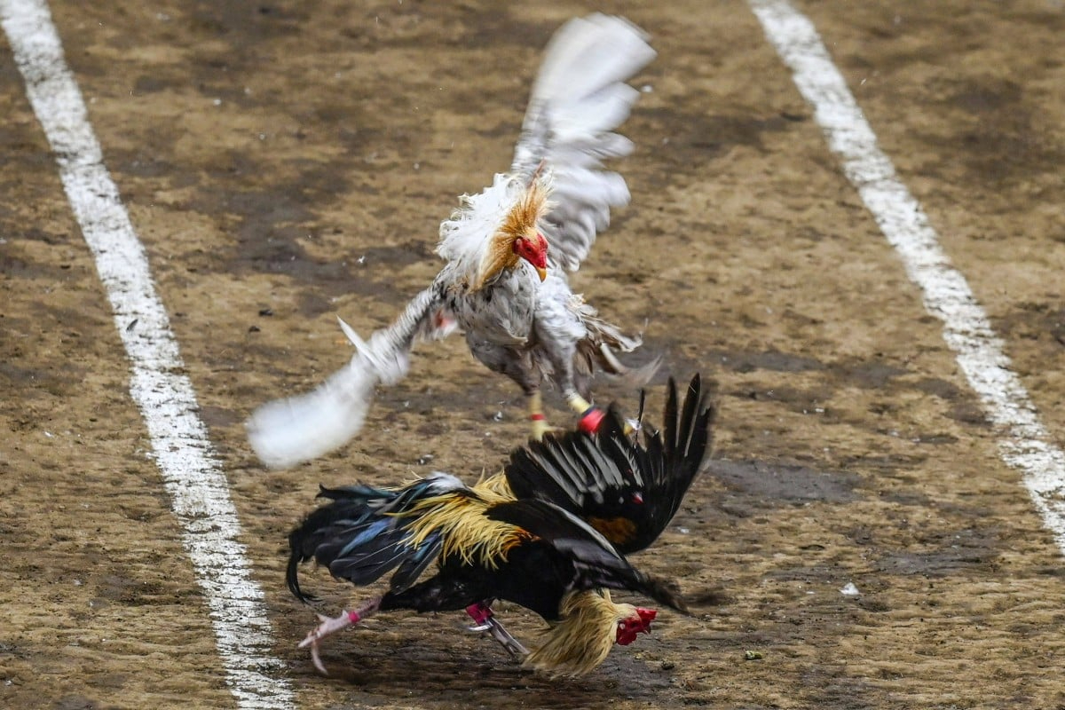 Philippines cockfighting
