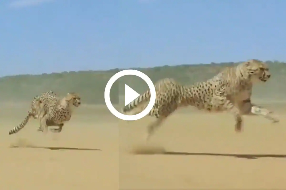 Cheetah