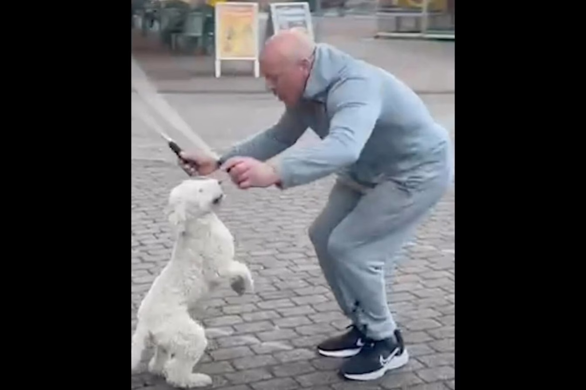 Dog sets world record