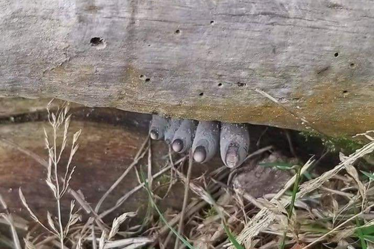 fungus