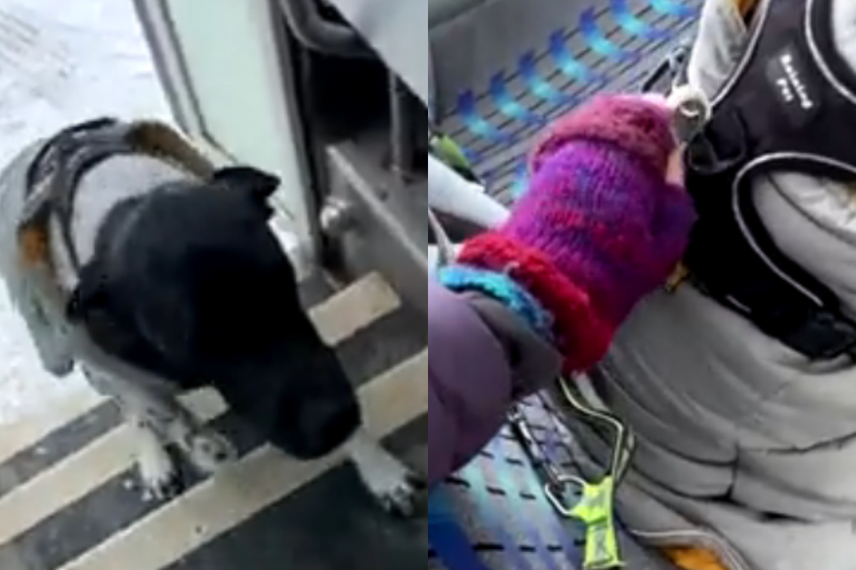 puppy bus