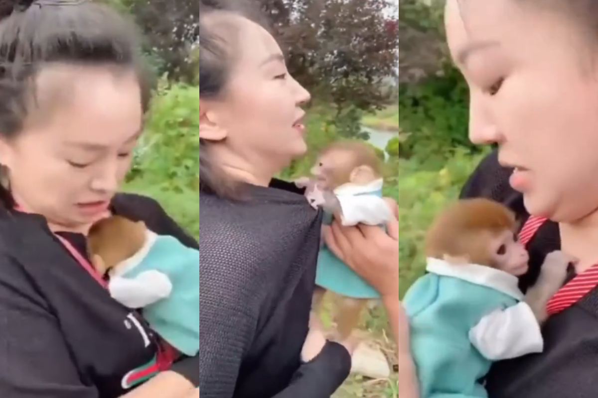 Baby monkey