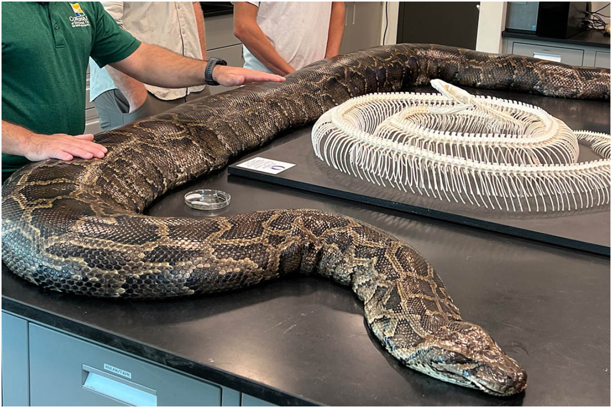 Snake
