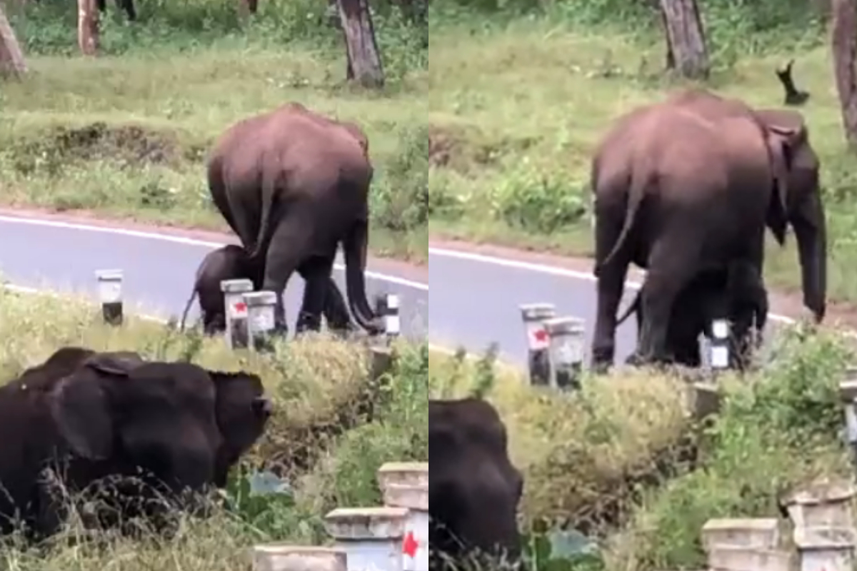 Mother elephant