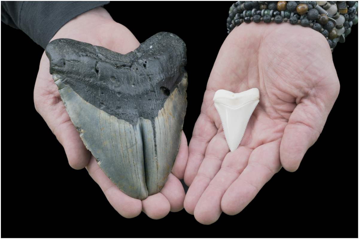 megalodon shark