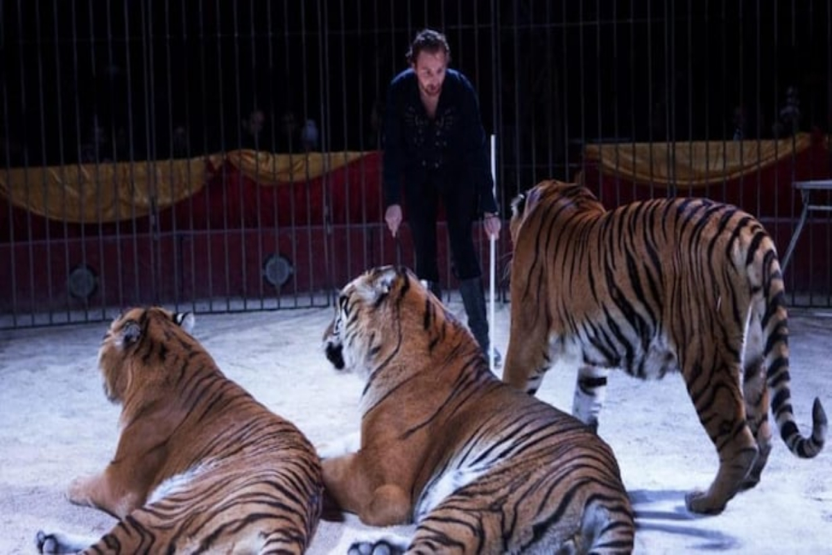 Tiger