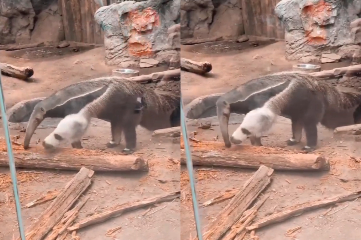 anteater