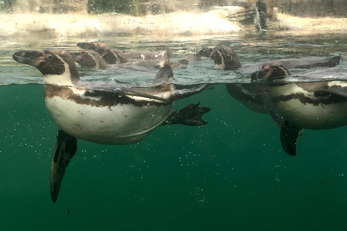 Marwell Zoo penguins
