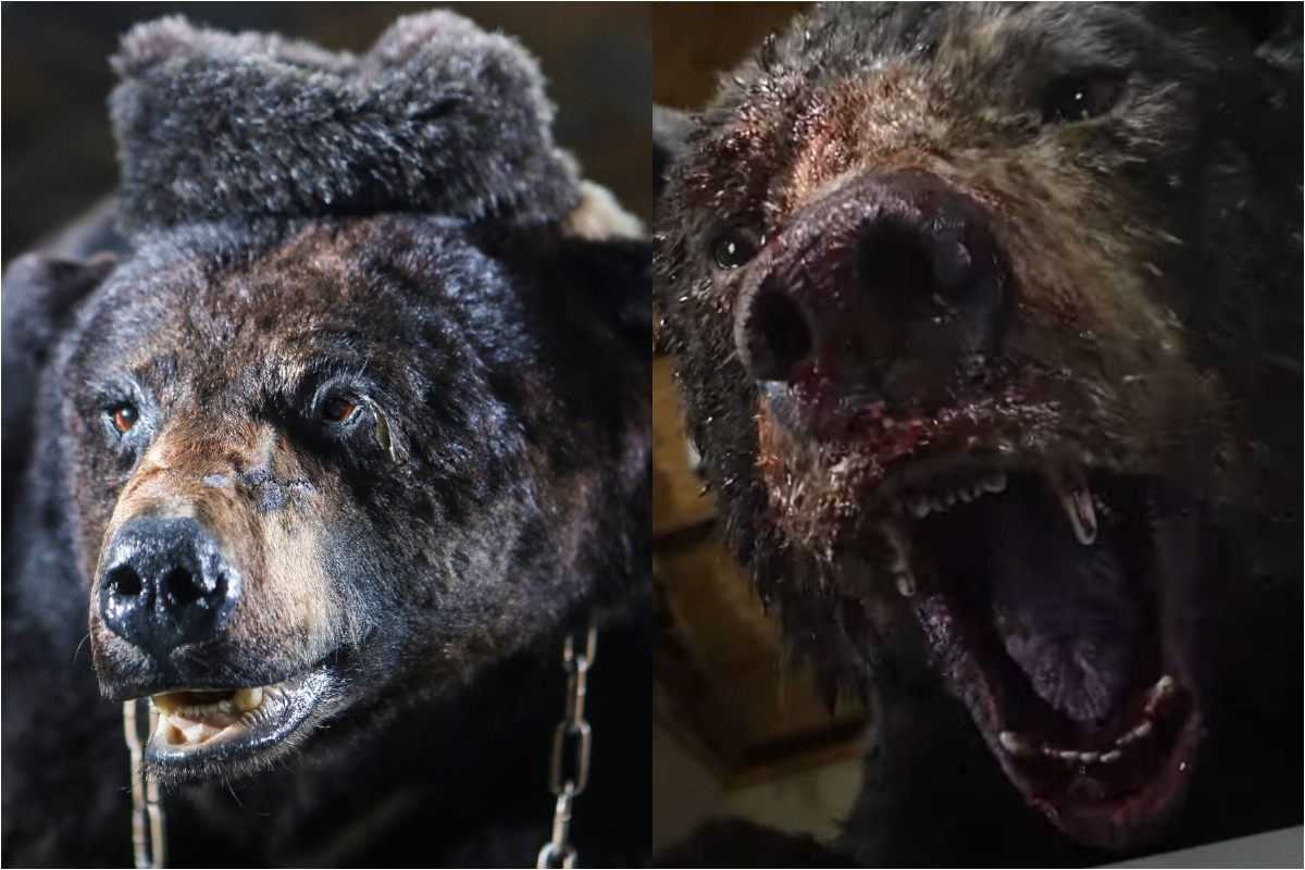 Cocaine Bear