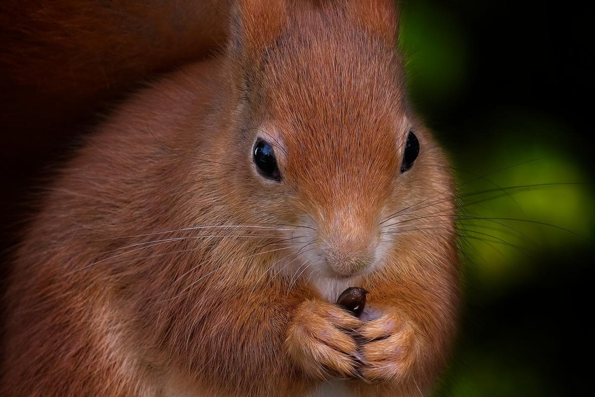 Red squirrels