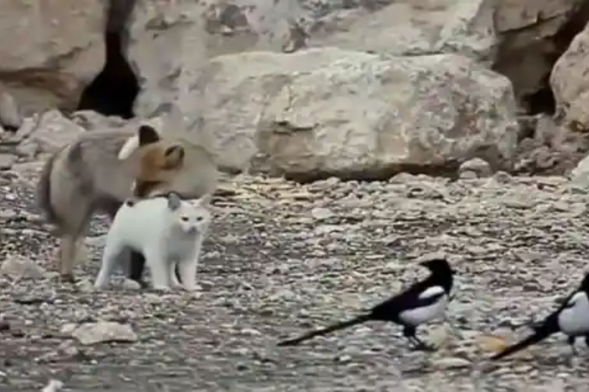 Fox and cat play together