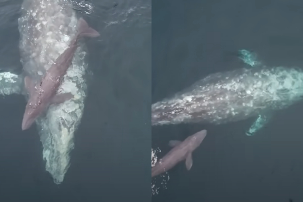 mother whale