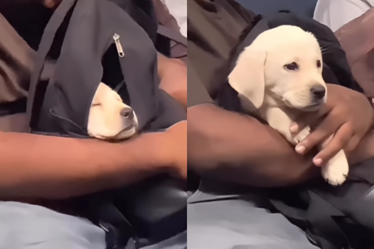 cute puppy