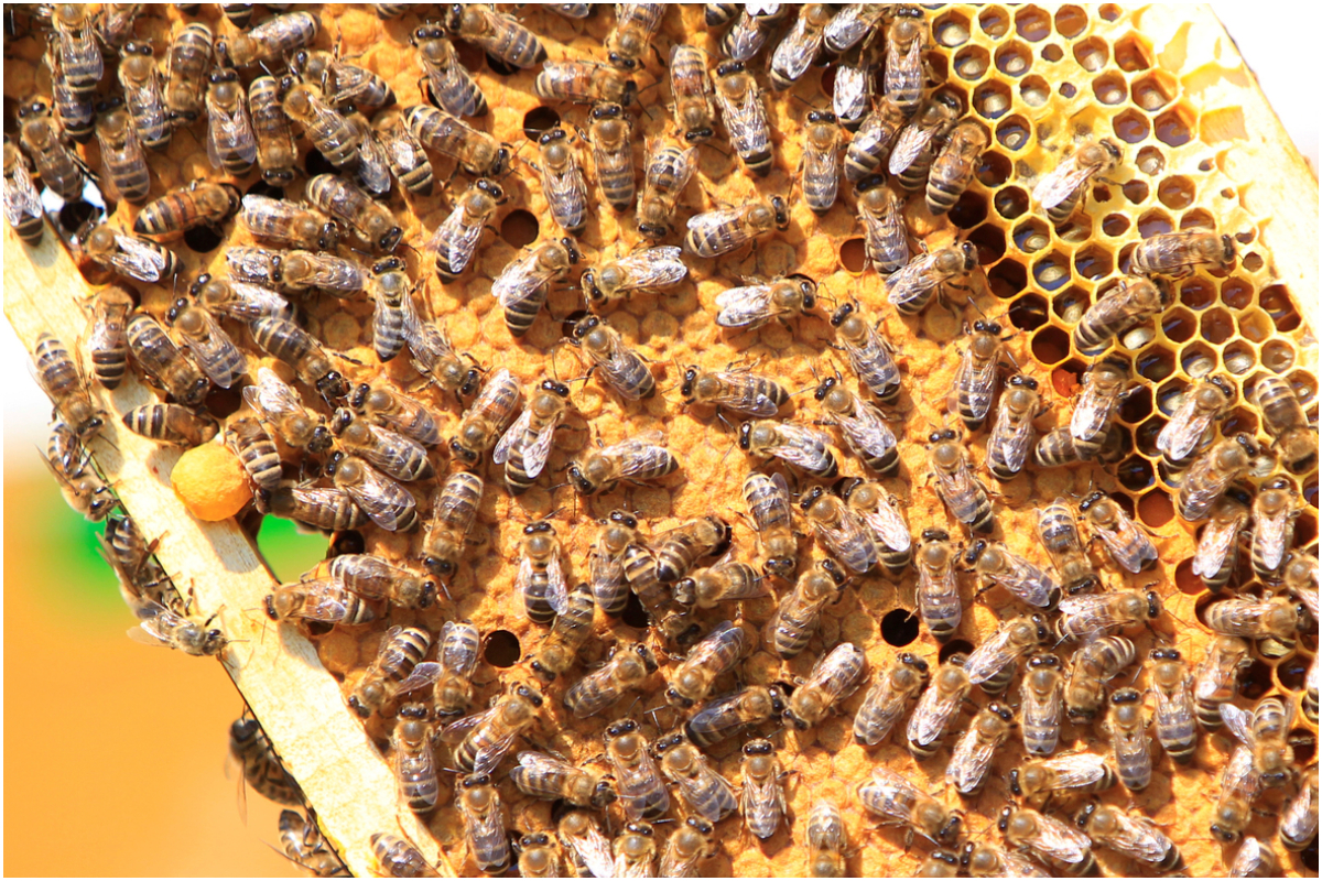 bee vaccination