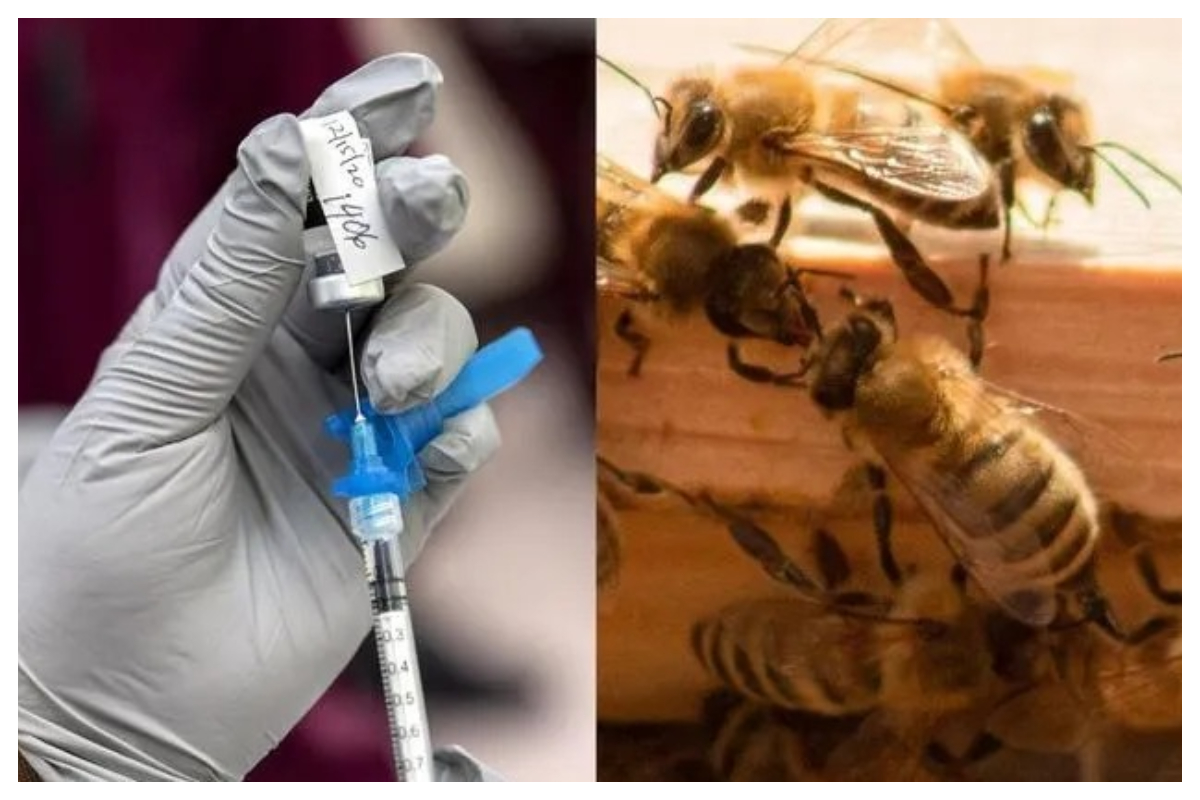honeybees vaccine