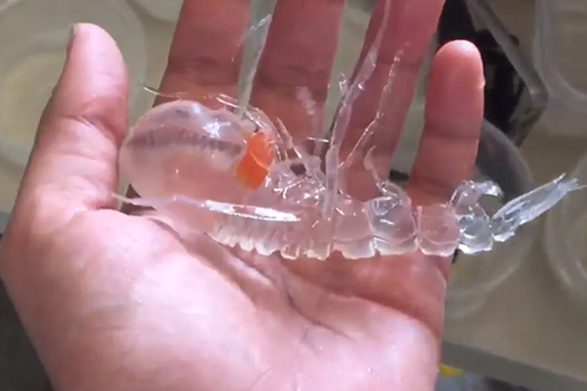 Transparent Ocean Creature