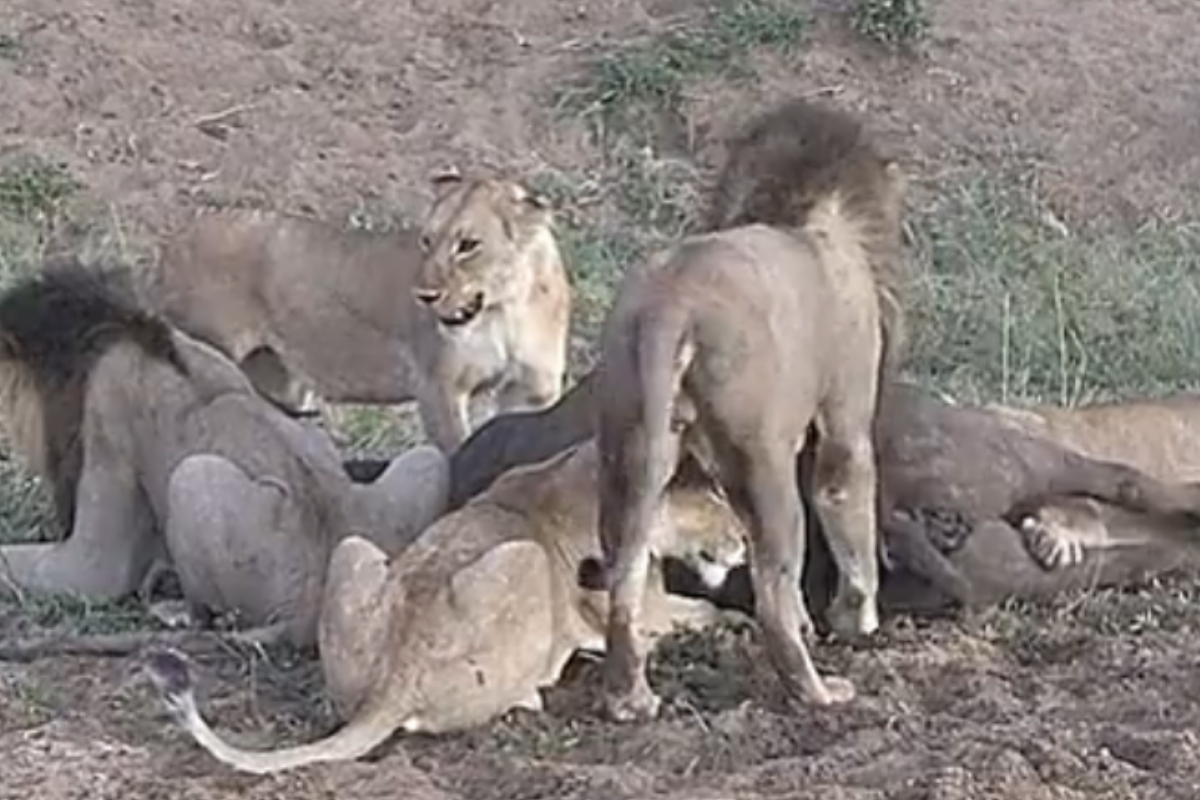 Lions