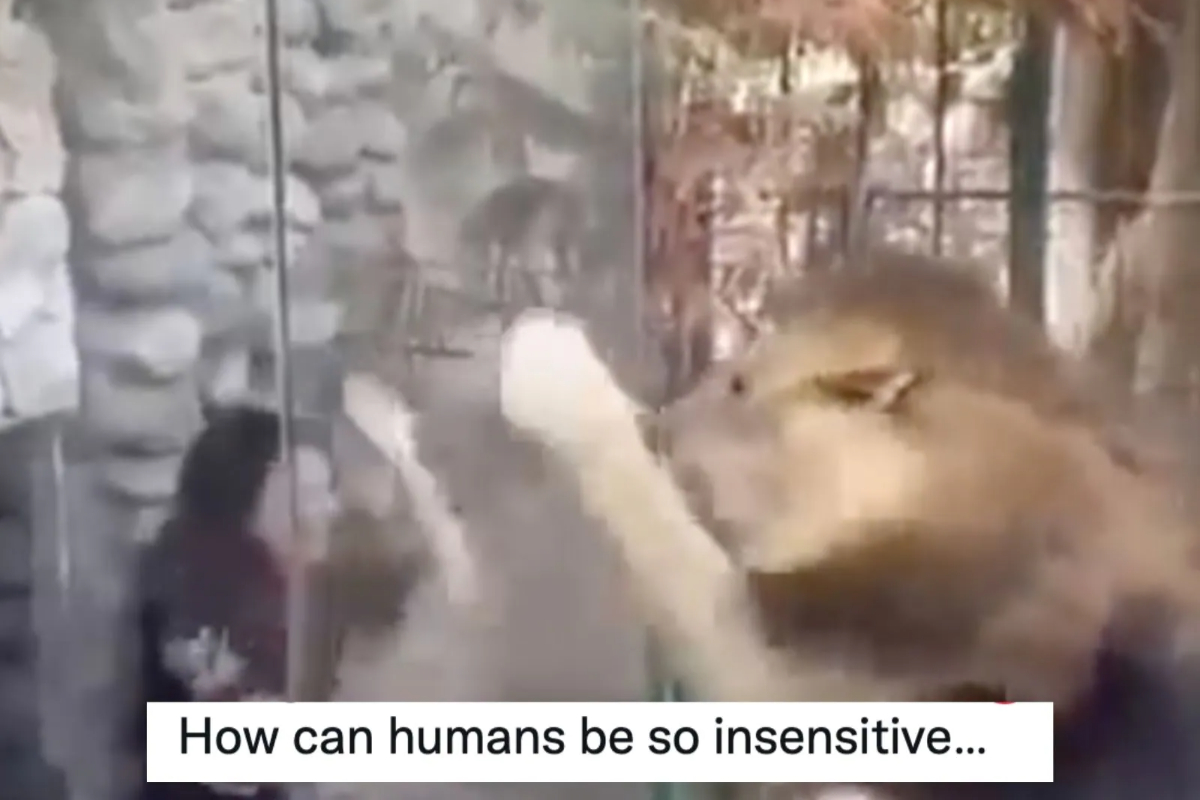 Woman mock lion