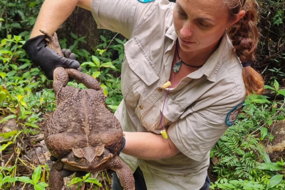 cane toad