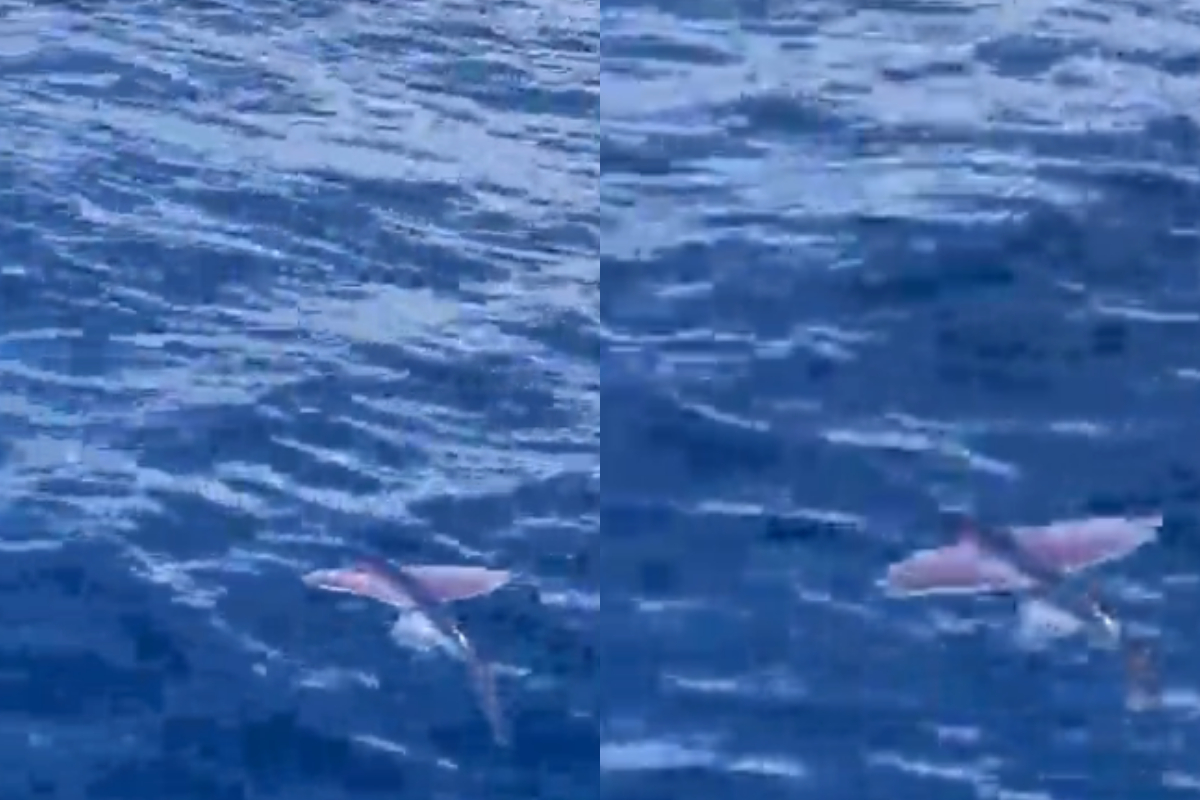 Flying fish