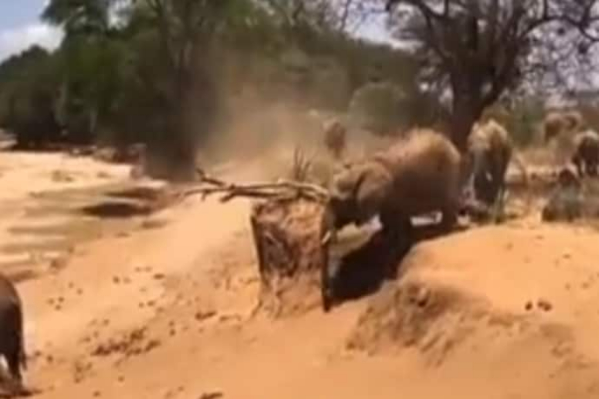An elephant