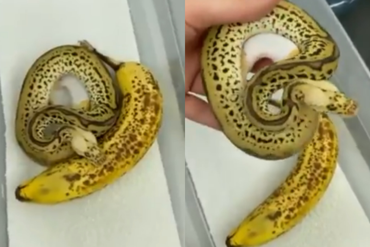 snake