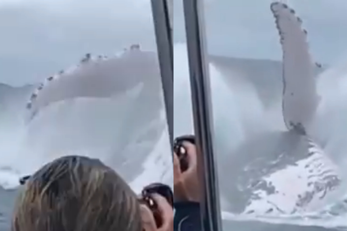 Humpback whale