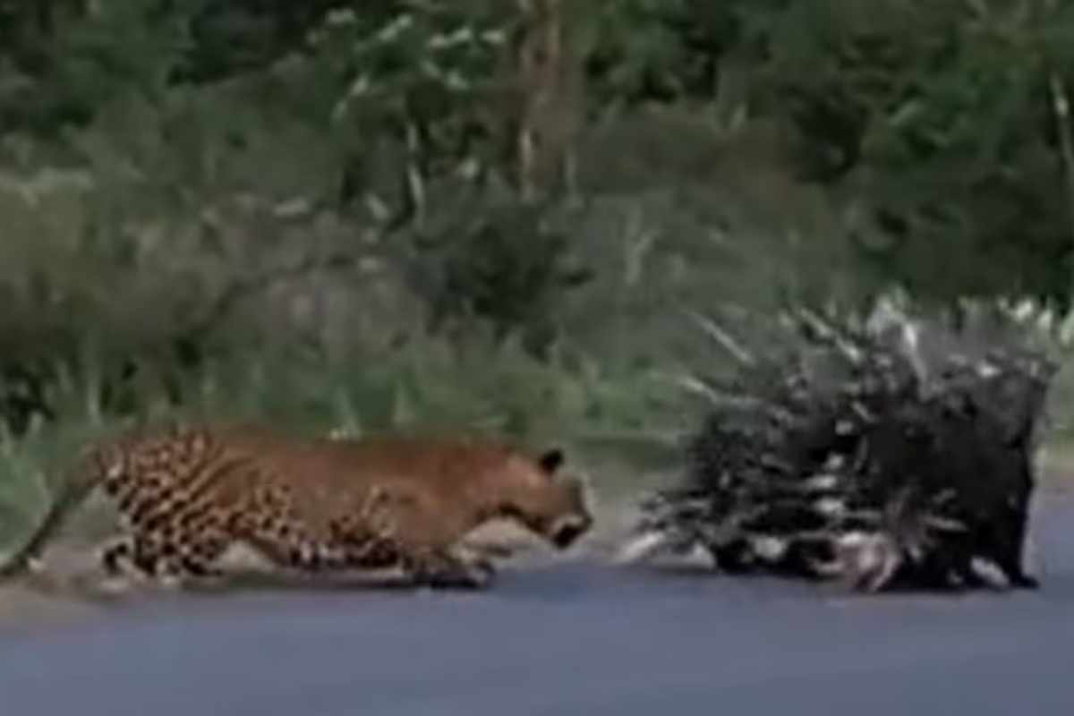 Porcupine parents