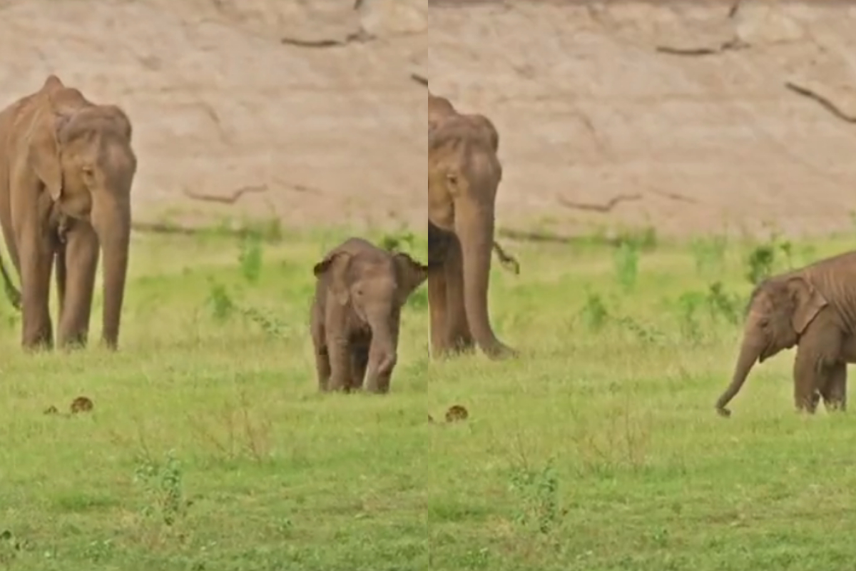 Baby elephant