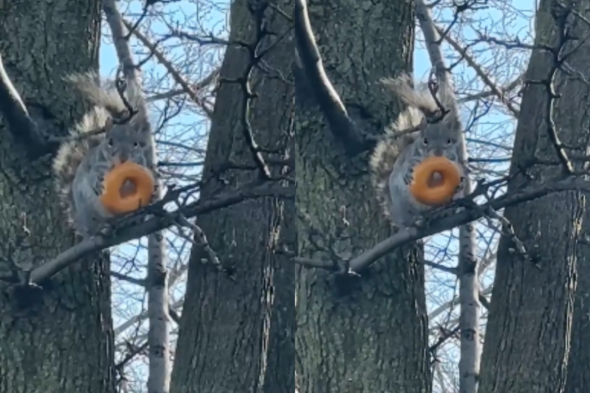 squirrel