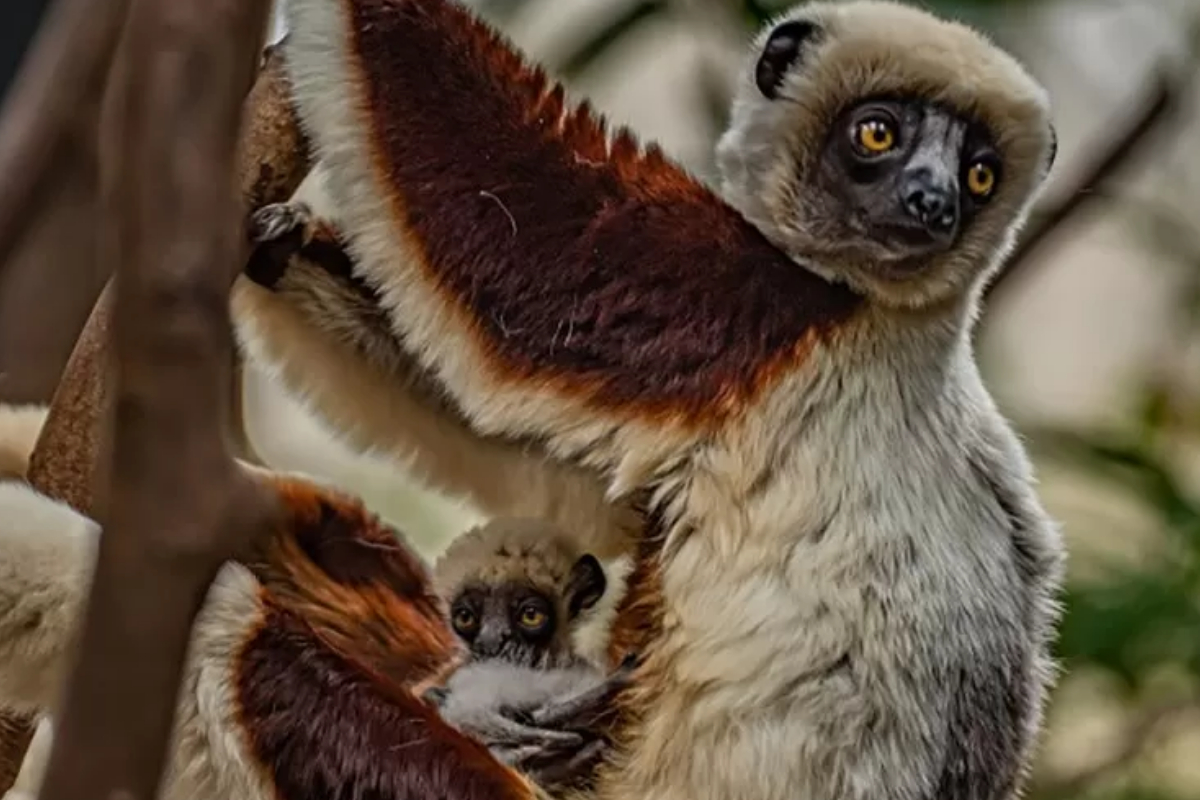 dancing lemur