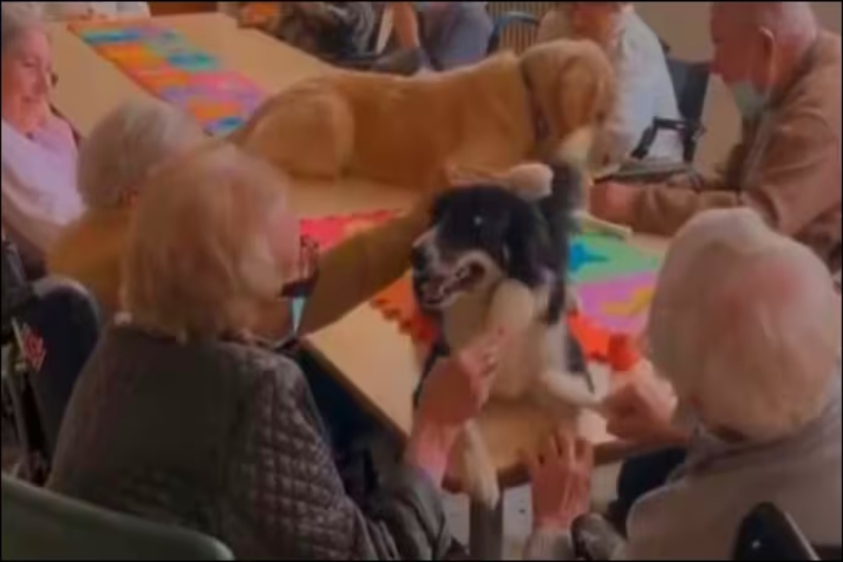 Dogs