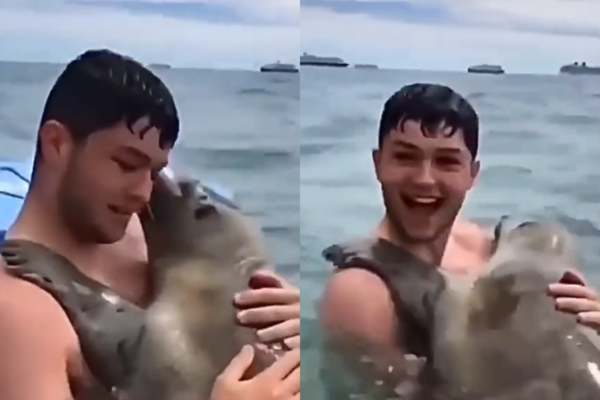 seal