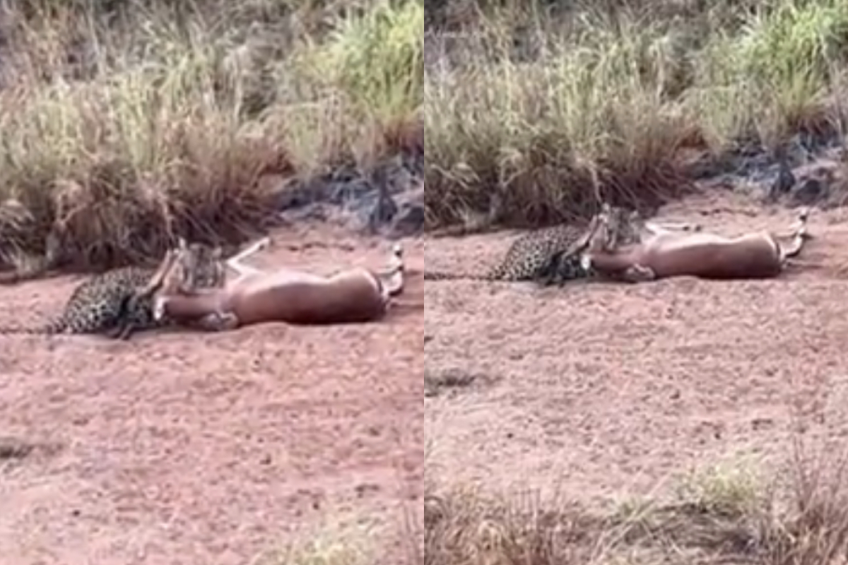 cheetah catching a deer