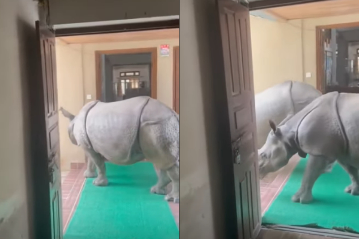 rhinos in building