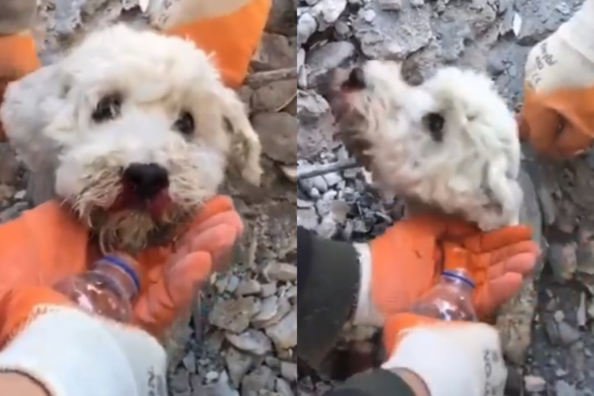 Dog rescued from Turkey