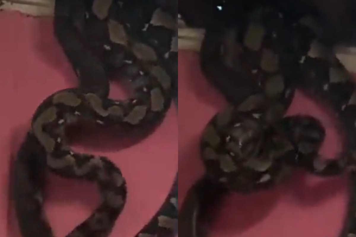 snake