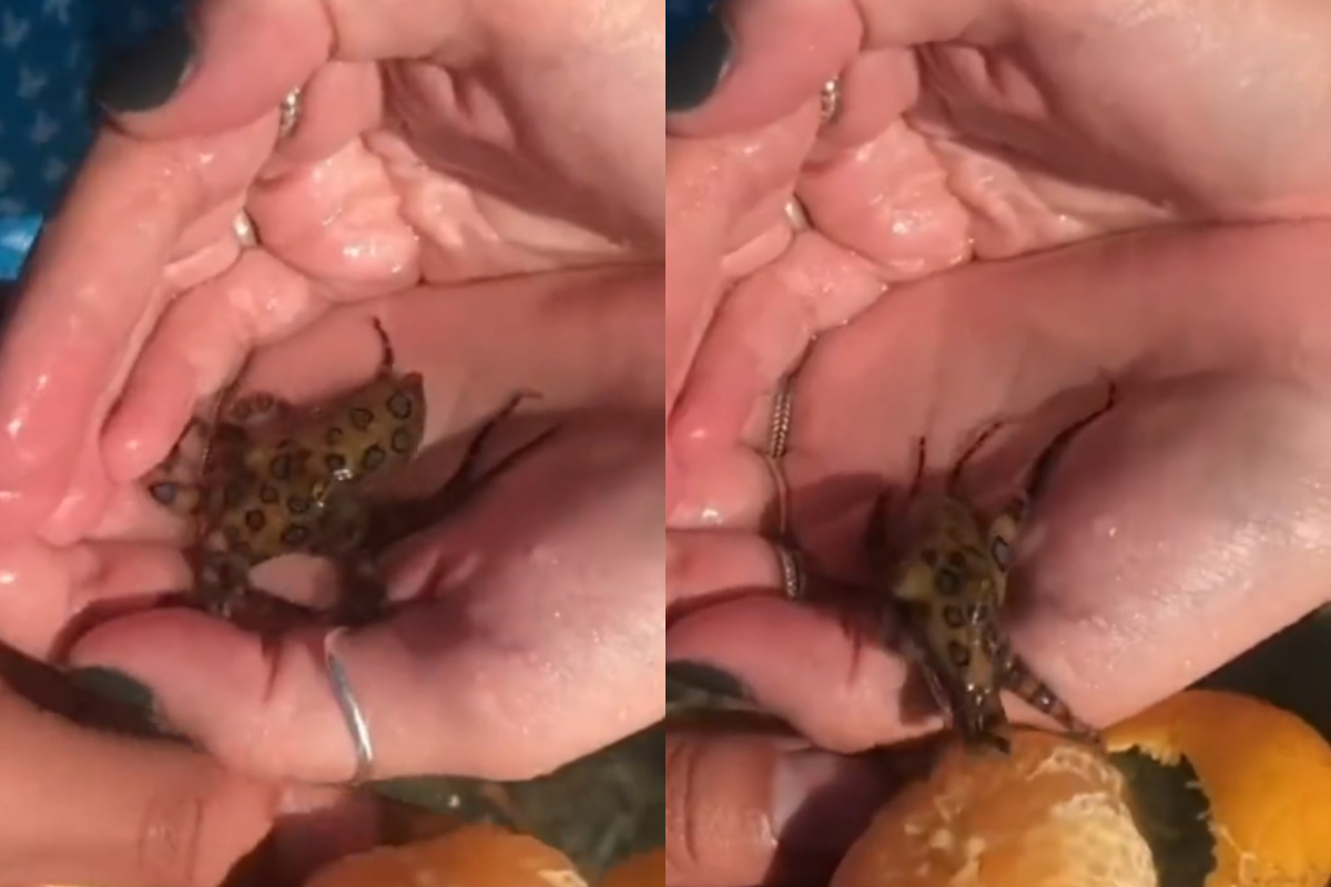Octopus
