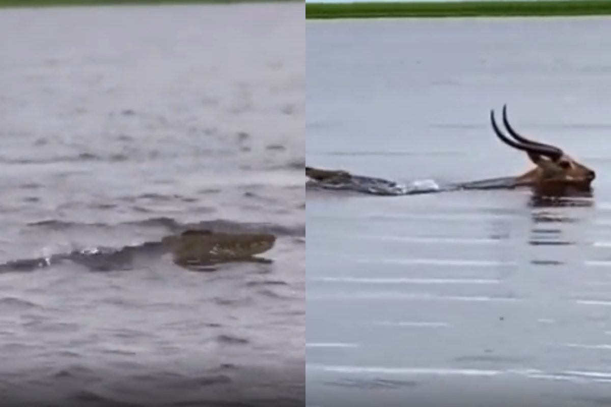 crocodile