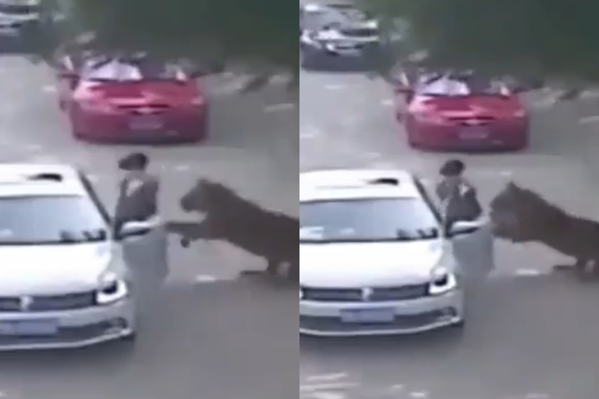 Tiger