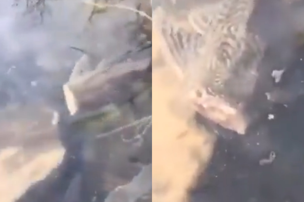 Headless fish