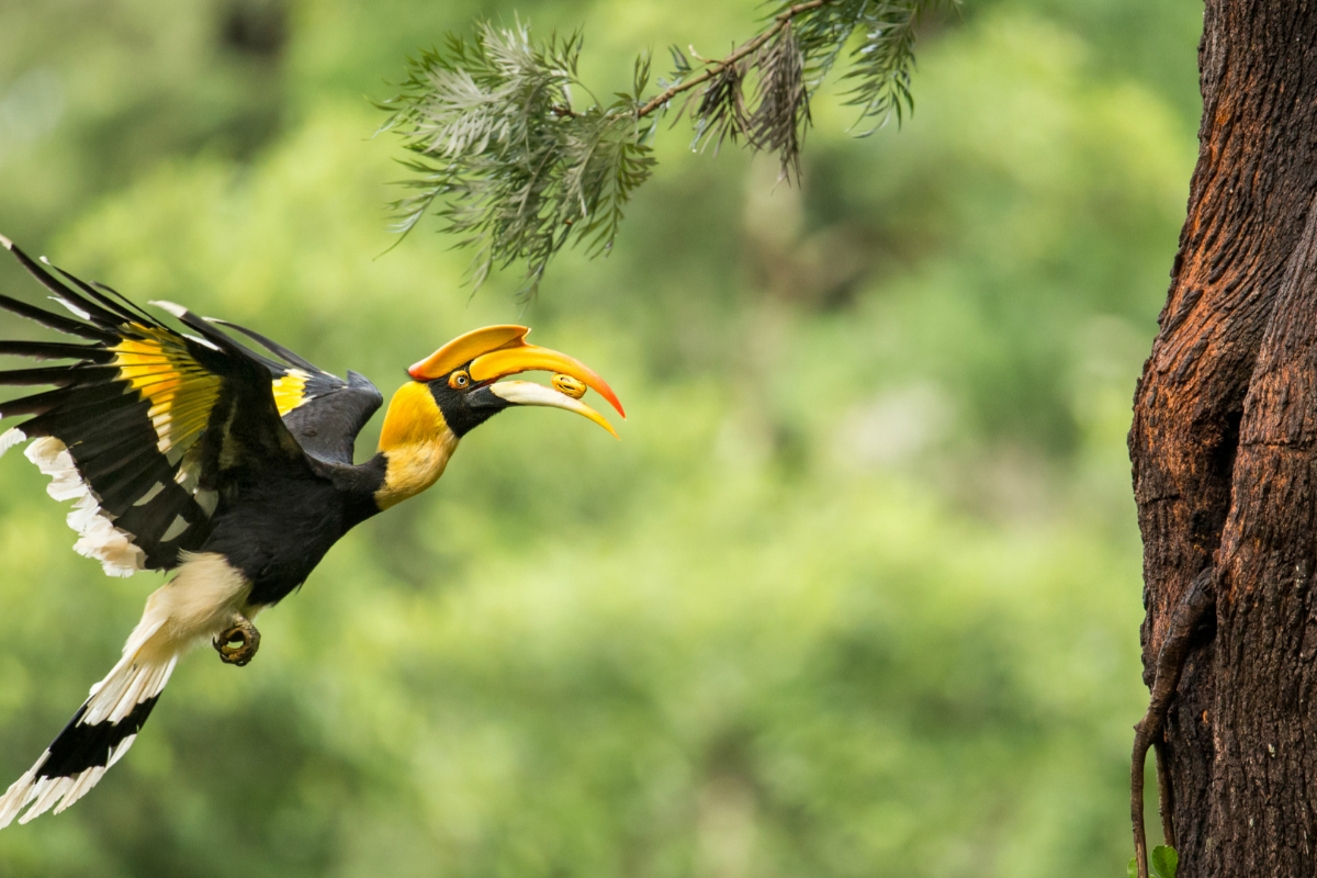 hornbill