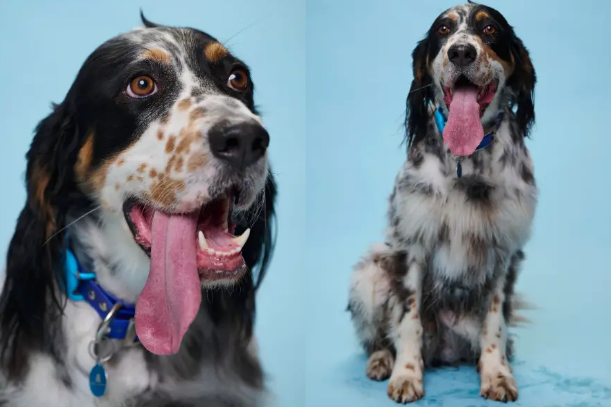 longest tongue dog