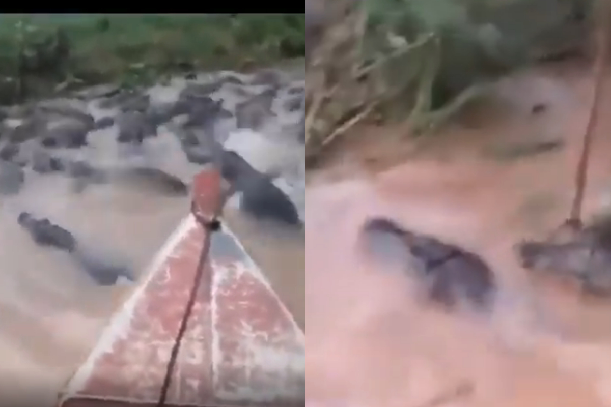 crocodiles