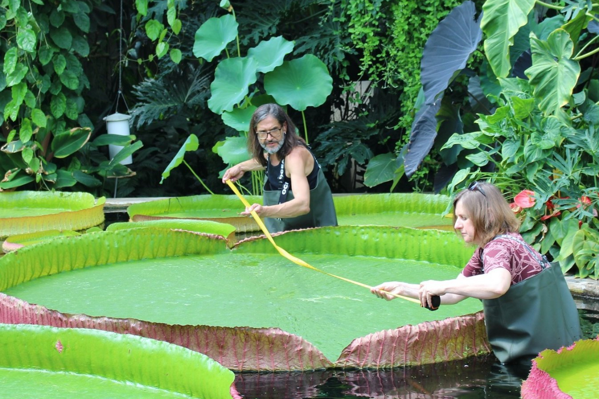 waterlily