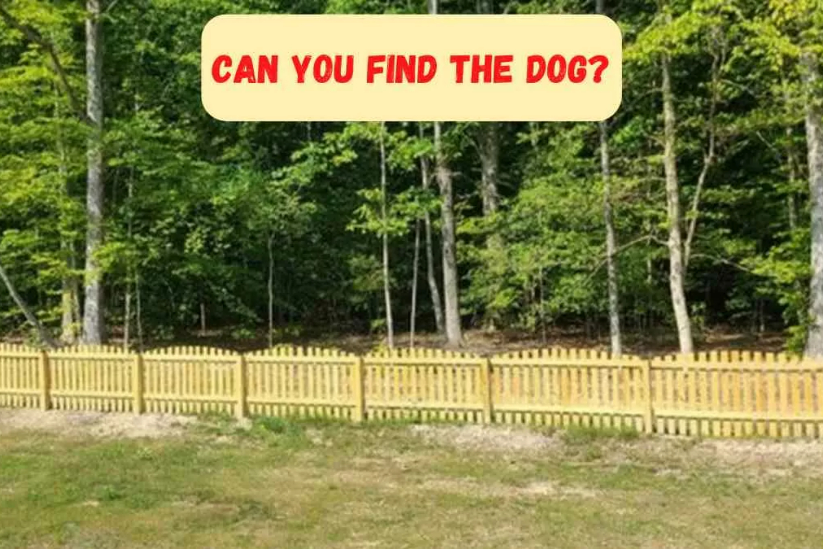 Optical Illusion