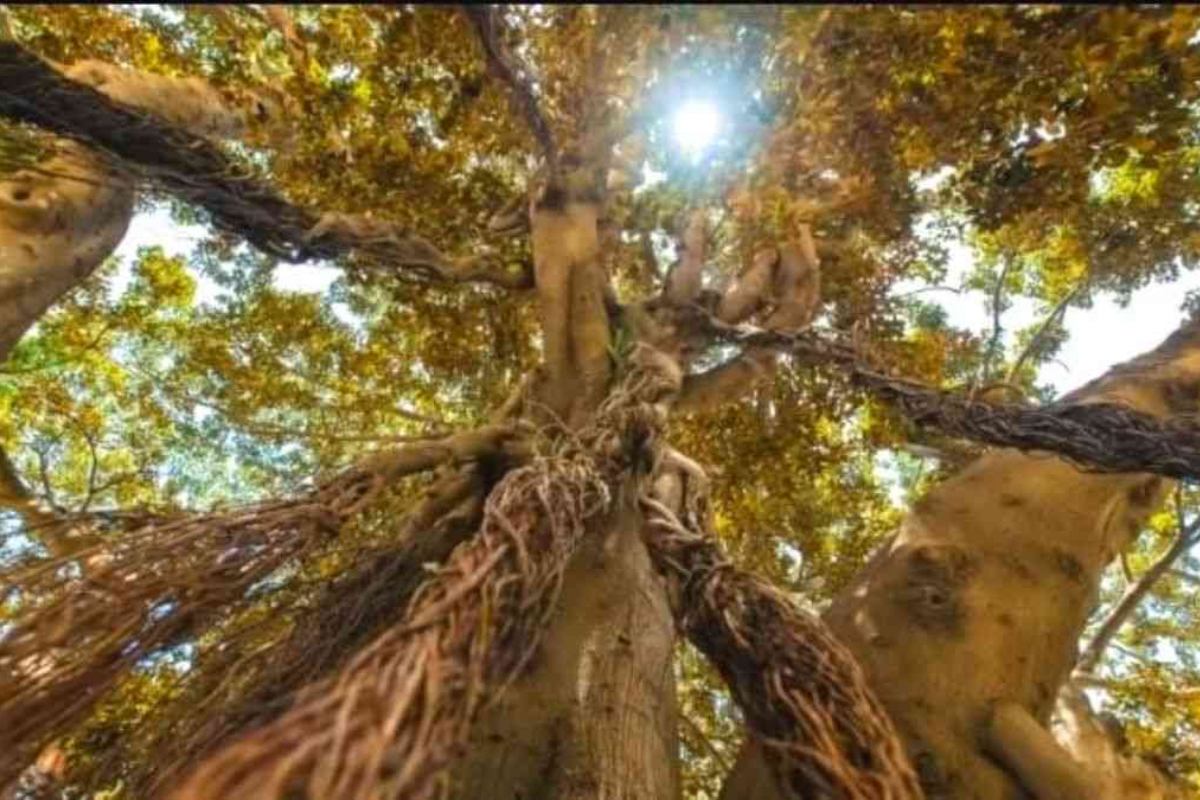 Optical Illusion