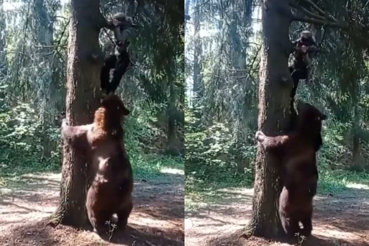 man and bear