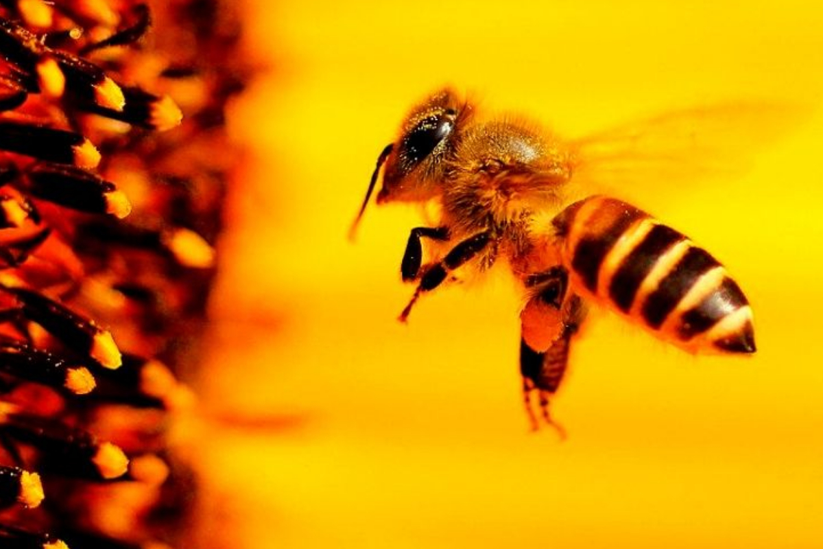 bees