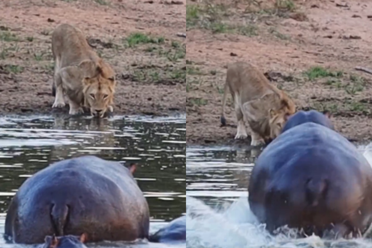 hippo